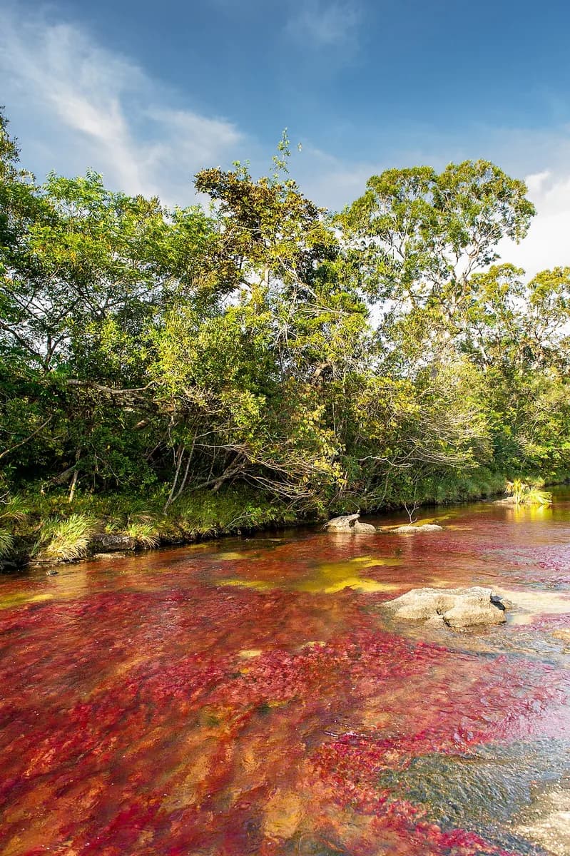 Caño Cristales in Colombia