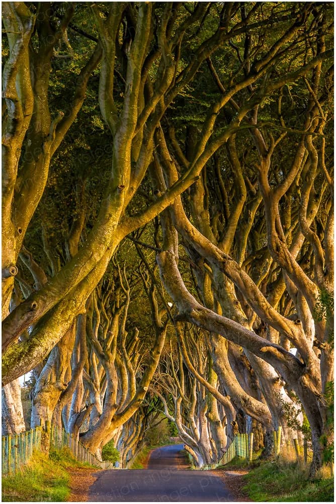 The Dark Hedges in United Kingdom