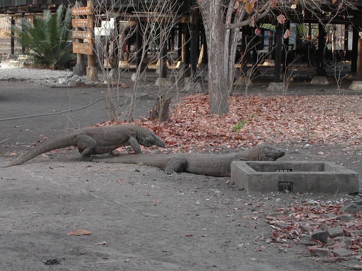 Komodo National Park in Indonesia