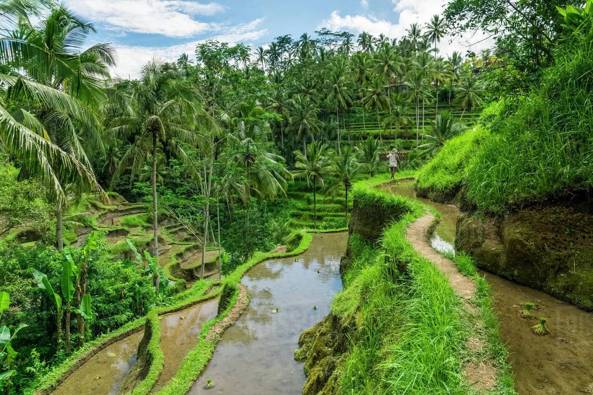 Tegallalang Rice Terrace in Indonesia