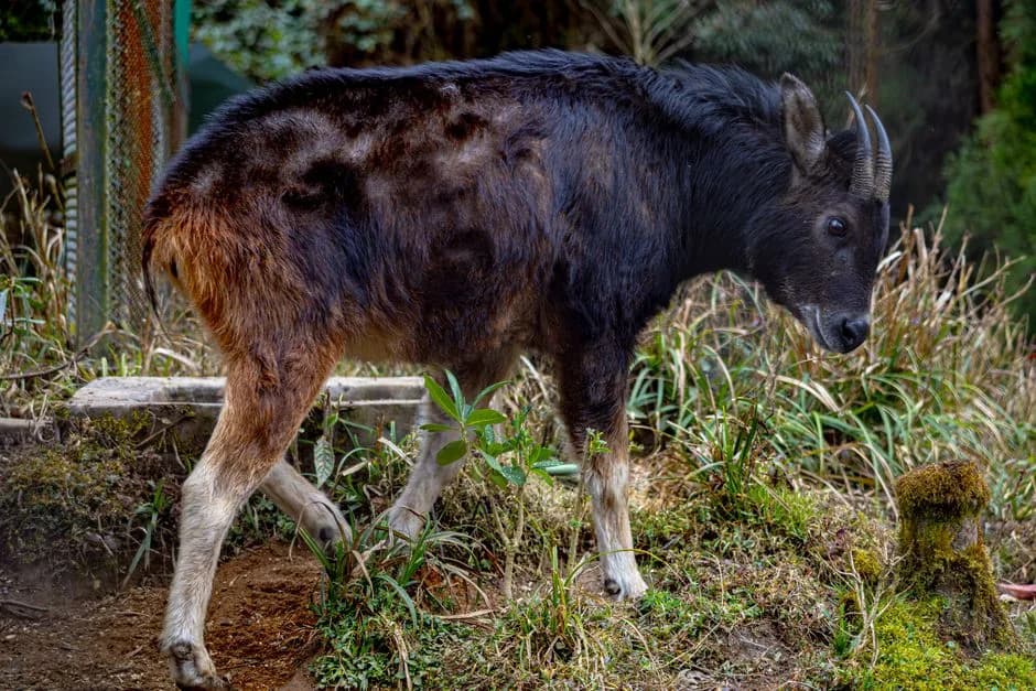 Eravikulam National Park in India