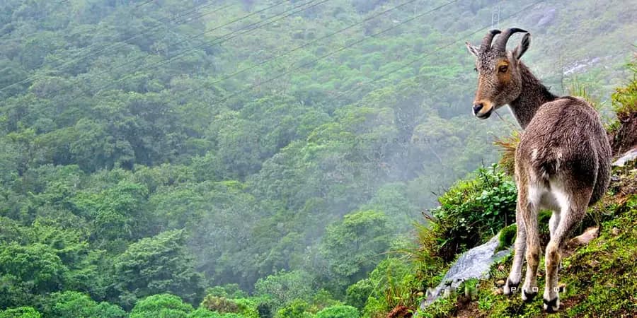 Eravikulam National Park in India