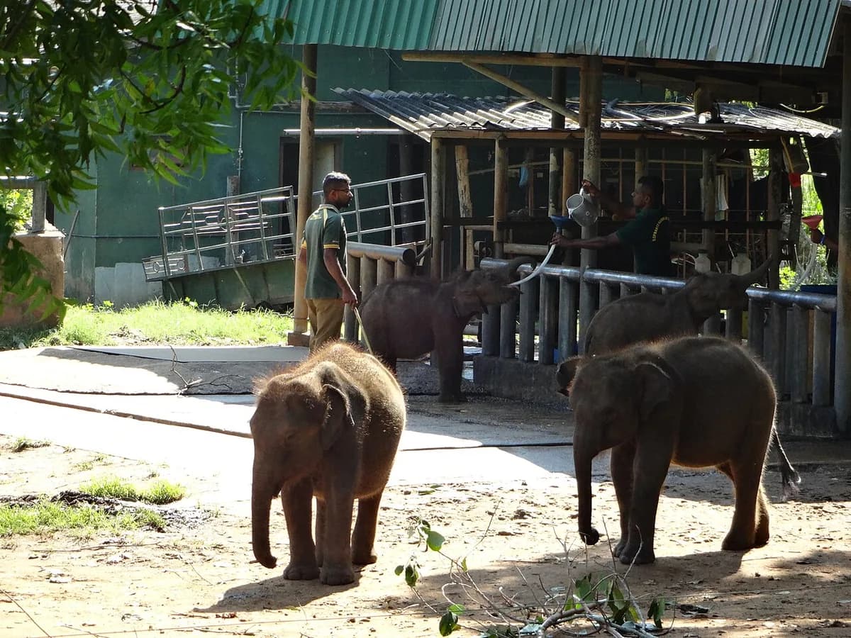 Elephant Transit Home in Sri Lanka