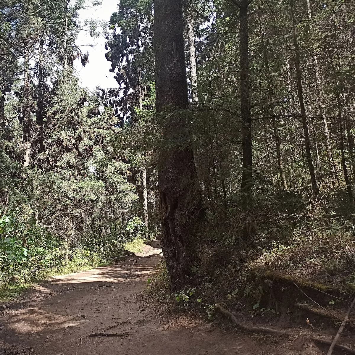Monarch Butterfly Biosphere Reserve in Mexico