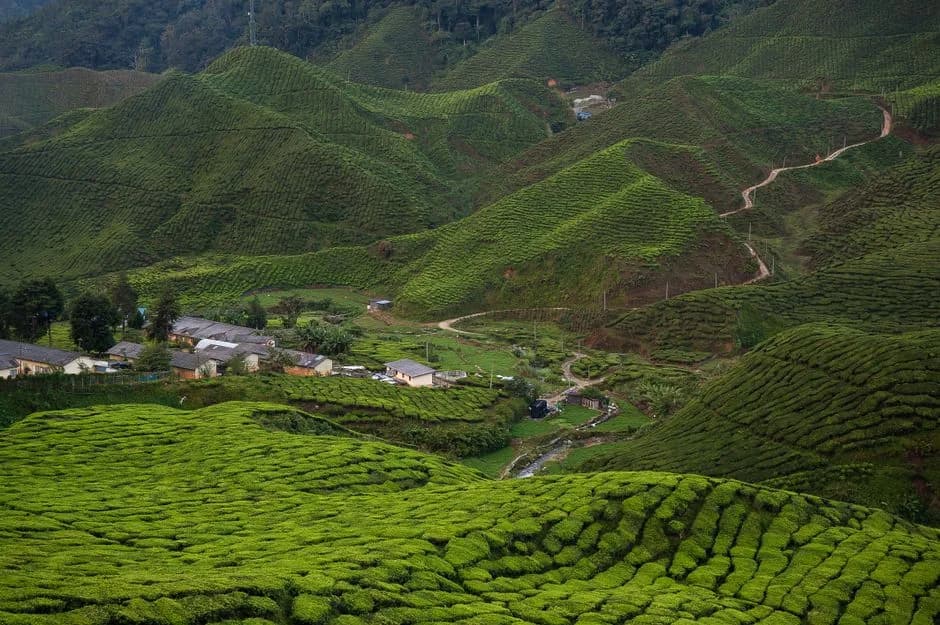 BOH Tea Centre Sungei Palas in Malaysia