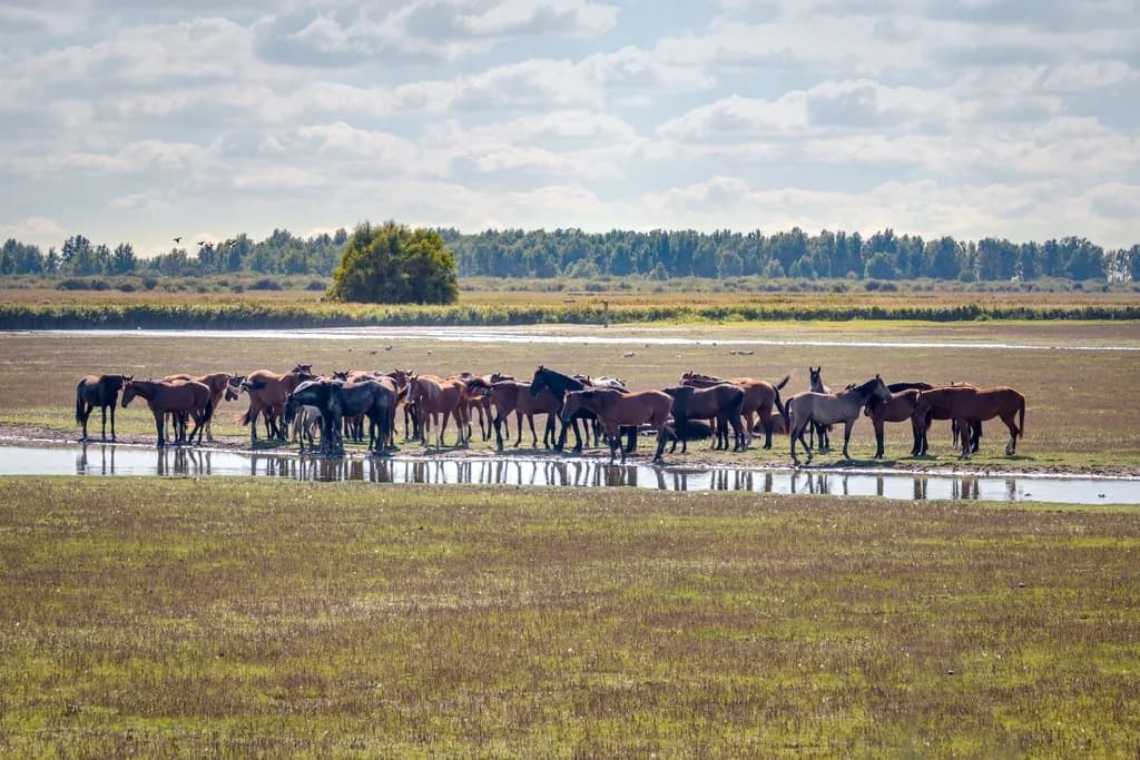 Lauwersmeer National Park in Netherlands
