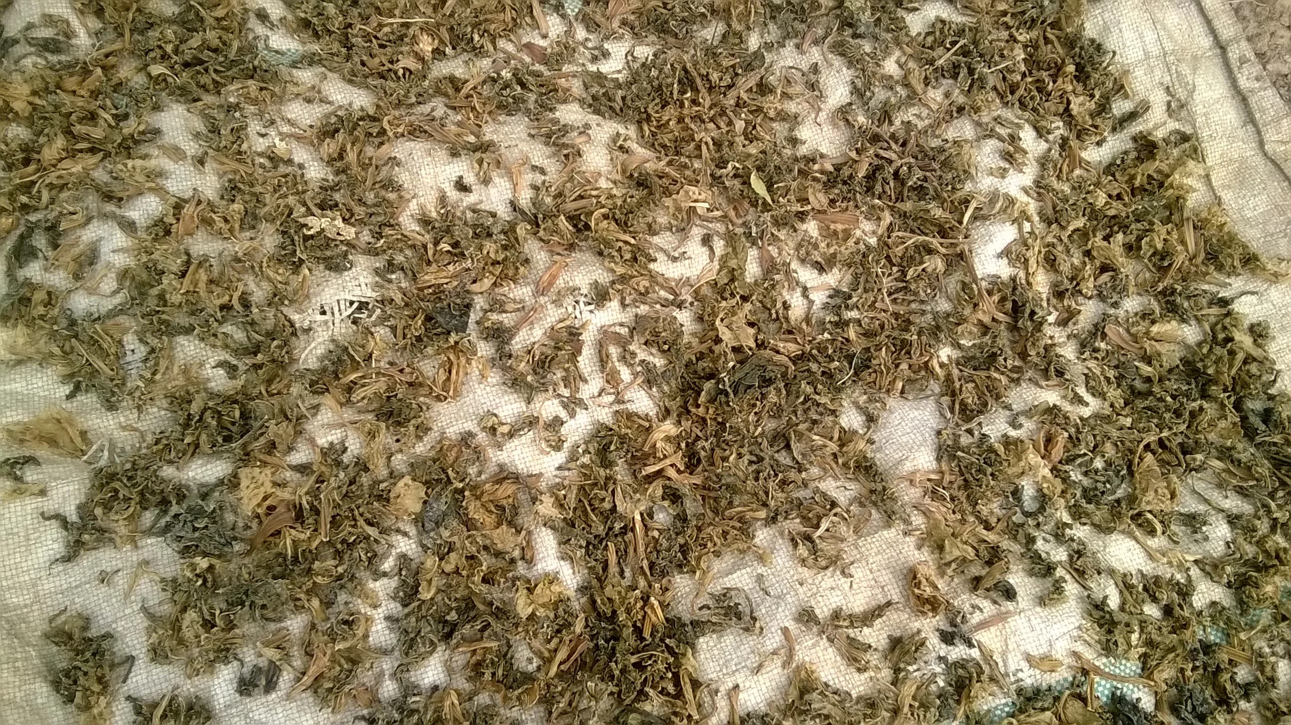 Gundruk — traditional Nepal dish
