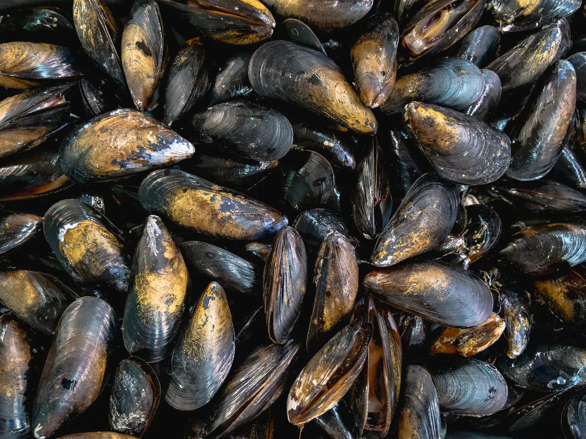 Green-lipped Mussels