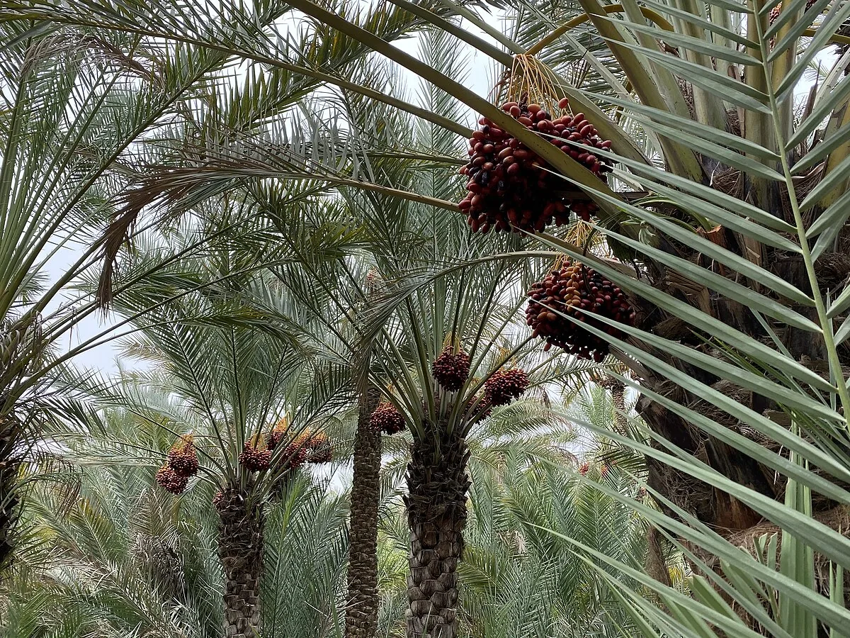 Al Ain Oasis