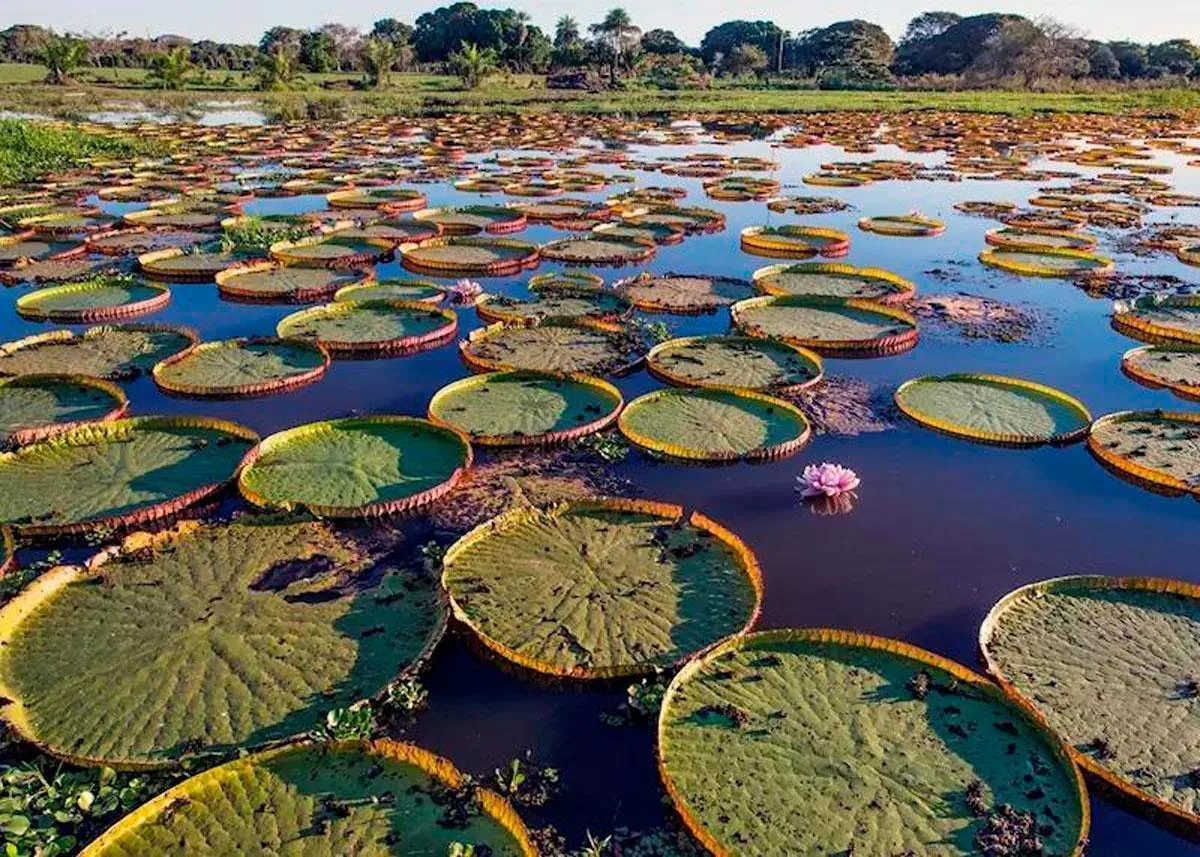 Pantanal Matogrossense