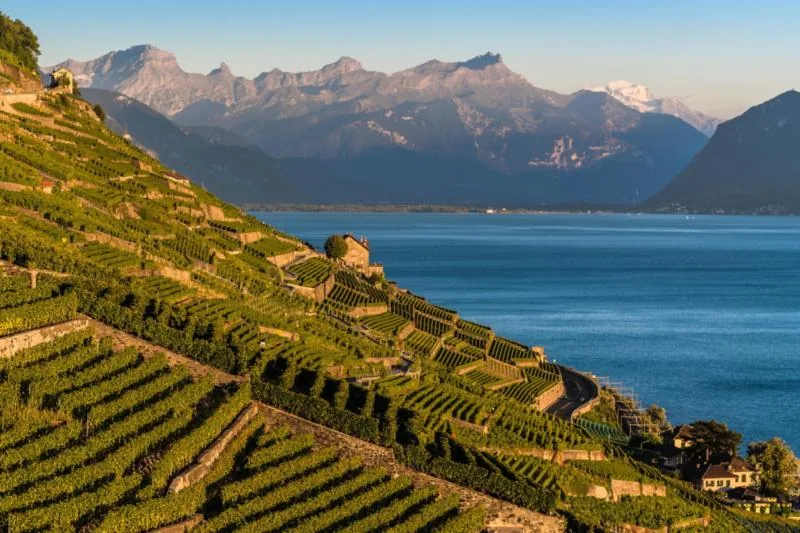 Lavaux Vineyard Terraces