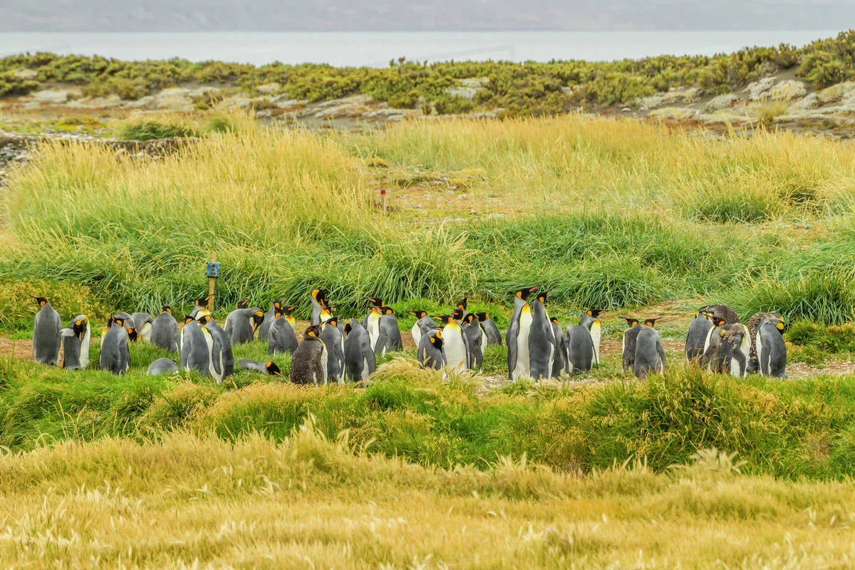 King Penguin Colony