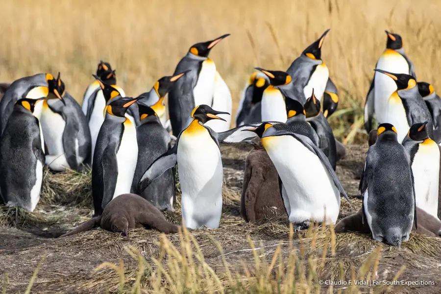 King Penguin Colony in Chile — photo 2