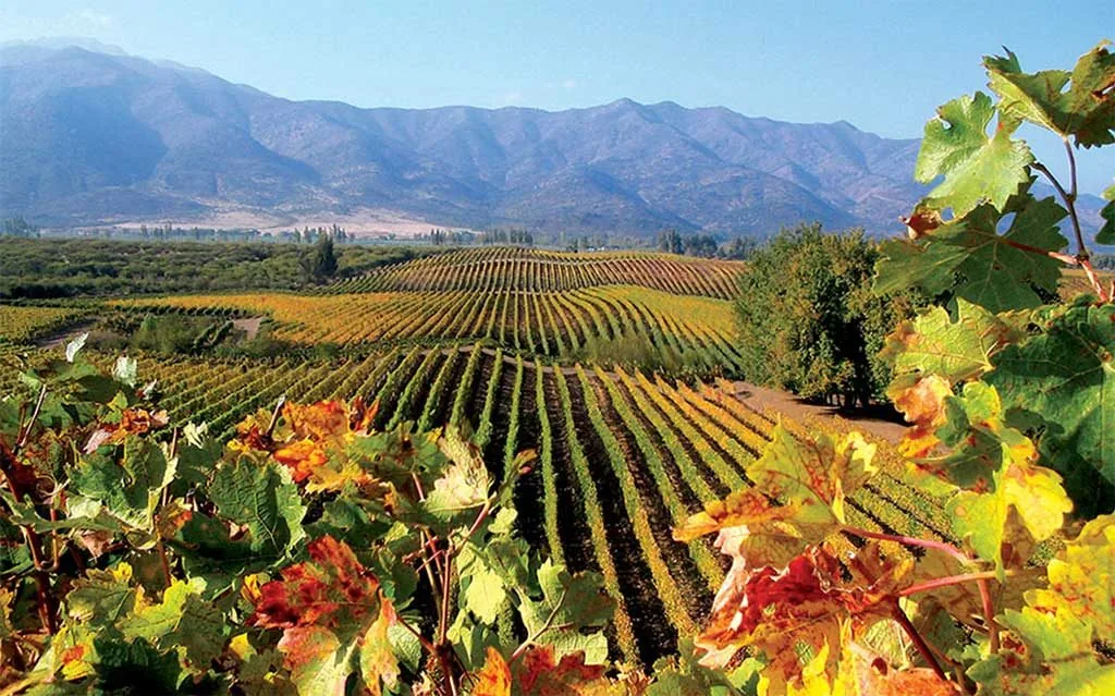 Matetic Vineyards