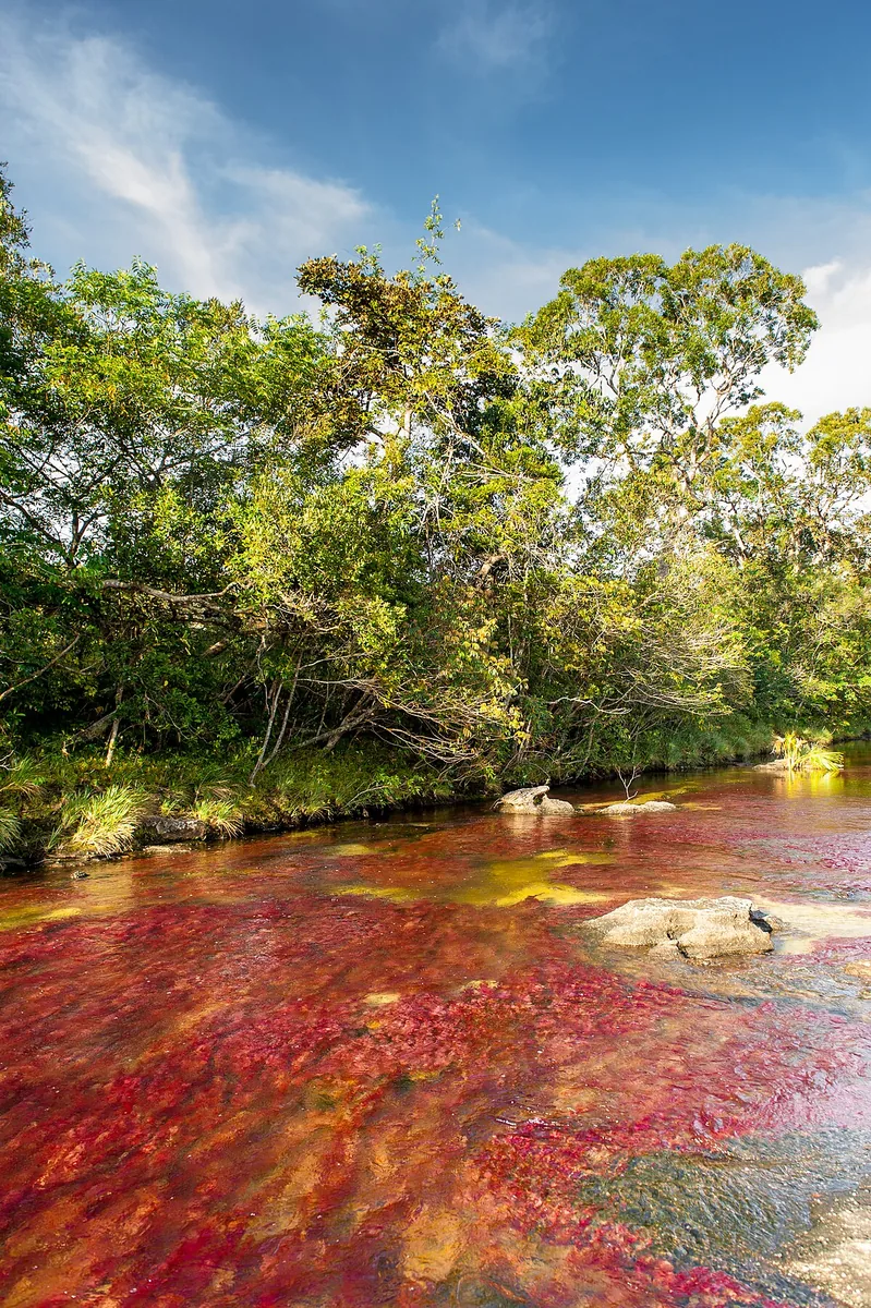 Caño Cristales