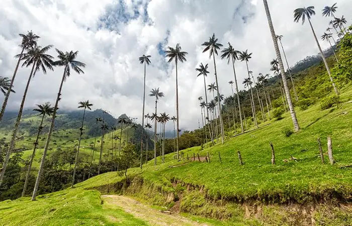 Valle de Cocora in Colombia — photo 2
