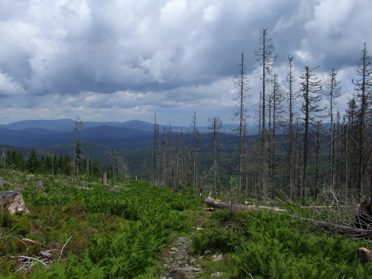 Boubín Primeval Forest