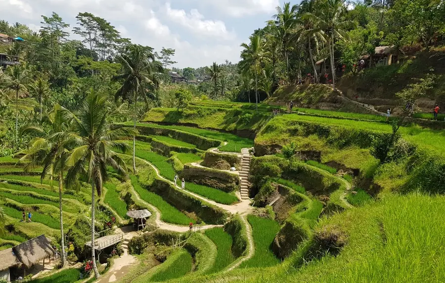 Tegallalang Rice Terrace in Indonesia — photo 2
