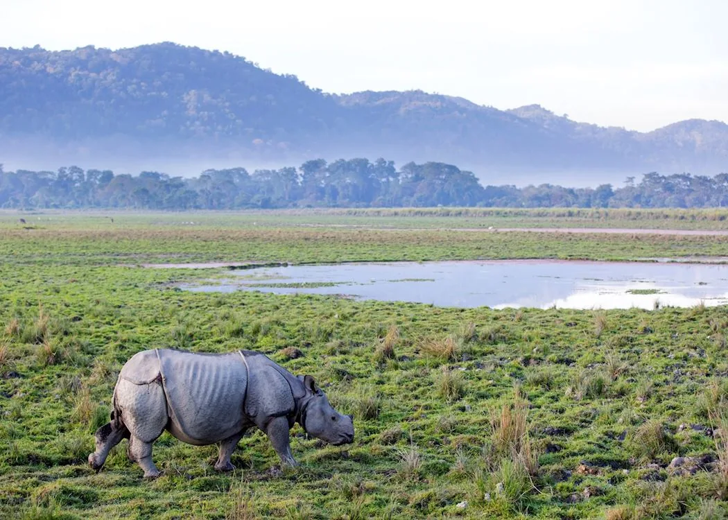 Kaziranga National Park