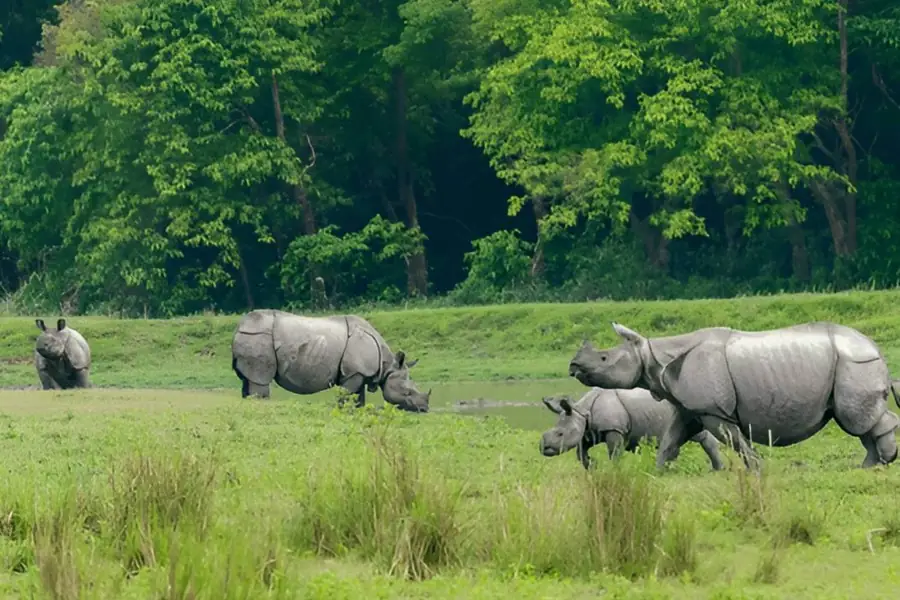 Kaziranga National Park in India — photo 2