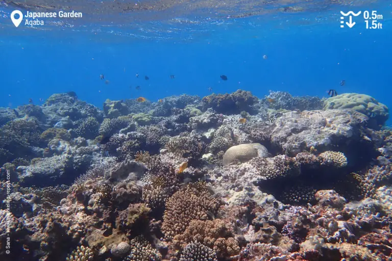 Japanese Garden Reef