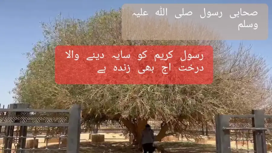 The Blessed Tree in Jordan — photo 2