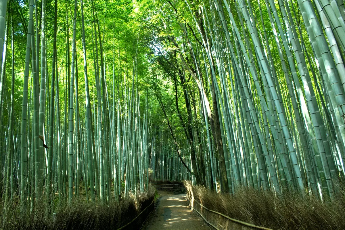 Arashiyama Bamboo Grove