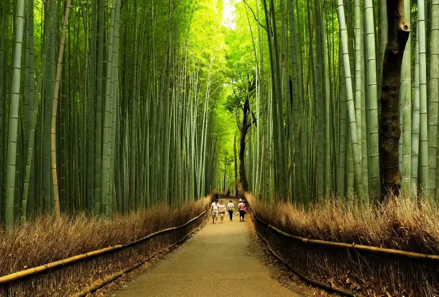 Arashiyama Bamboo Grove in Japan — photo 2