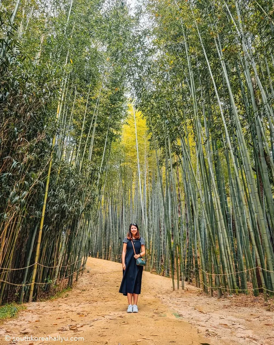 Juknokwon Bamboo Forest