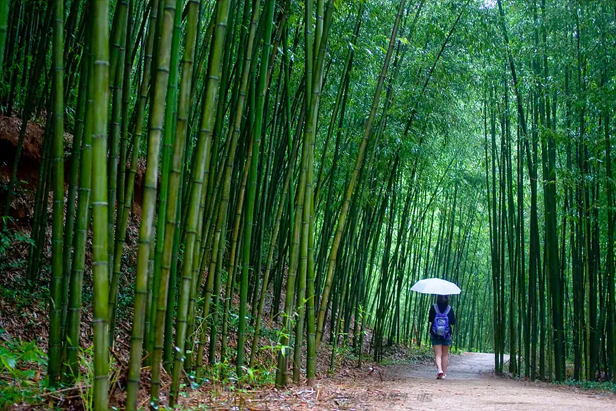 Juknokwon Bamboo Forest in South Korea — photo 2