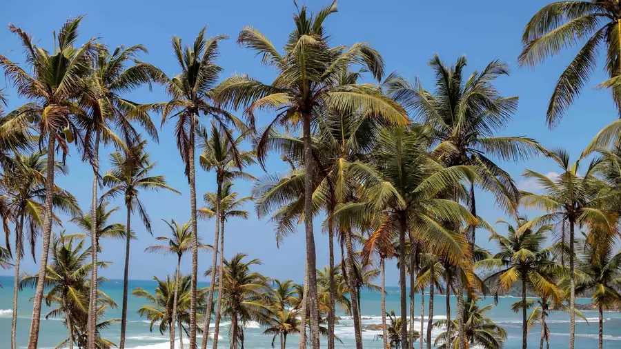 Coconut Tree Hill in Sri Lanka — photo 2
