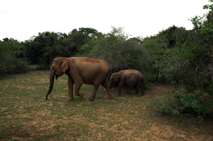 Elephant Transit Home in Sri Lanka — photo 2