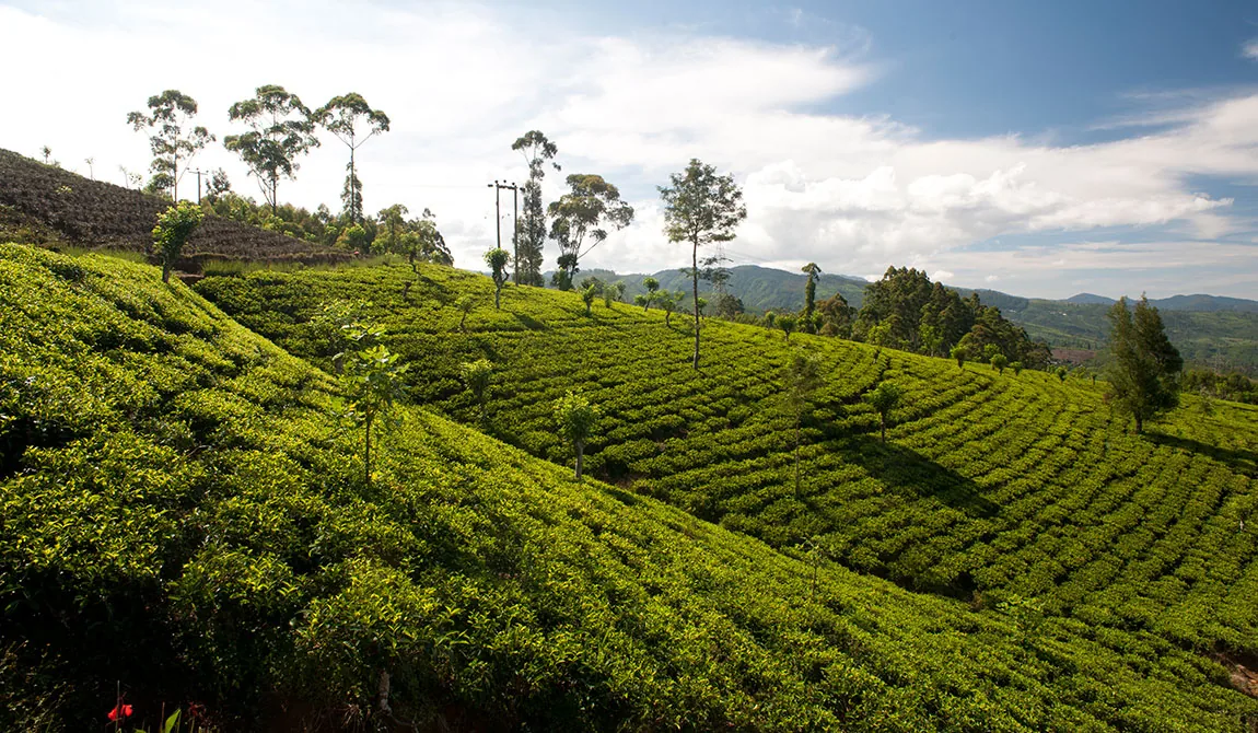 Pedro Tea Estate