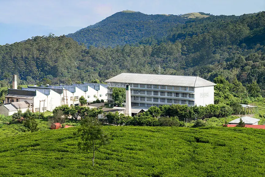 Pedro Tea Estate in Sri Lanka — photo 2