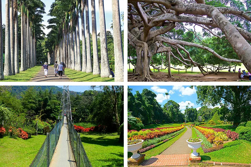 Royal Botanical Gardens Peradeniya