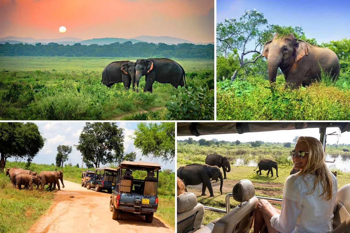 Udawalawe National Park