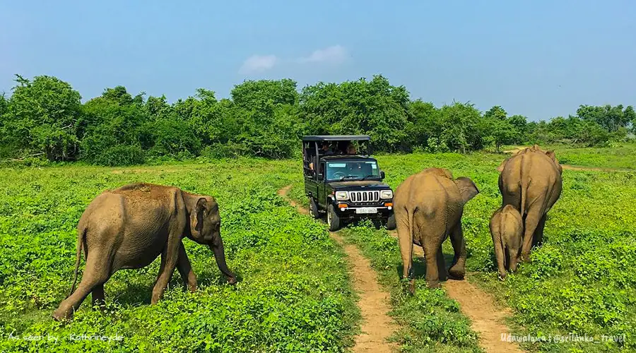 Udawalawe National Park in Sri Lanka โ photo 2