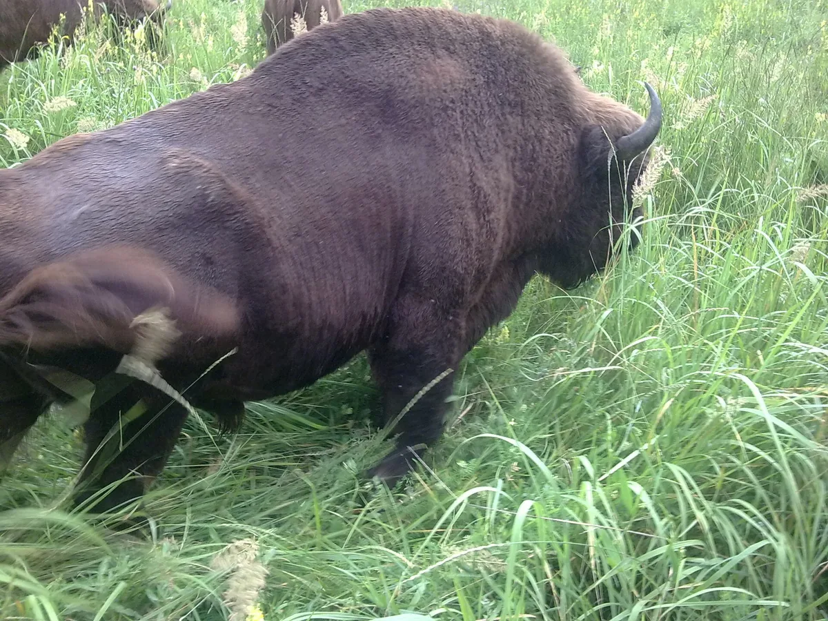 Pădurea Domnească