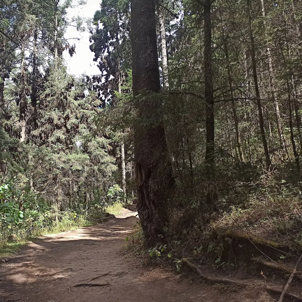 Monarch Butterfly Biosphere Reserve — modern landmark in Mexico