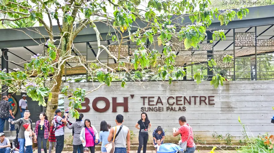 BOH Tea Centre Sungei Palas