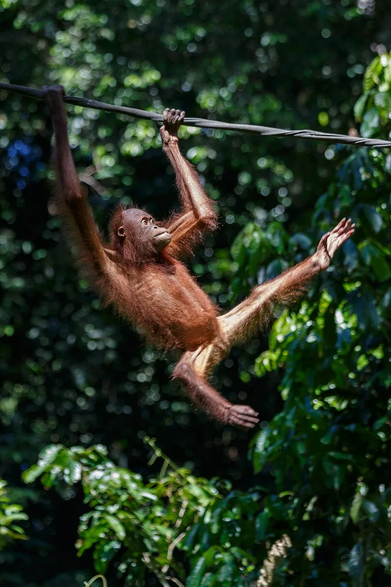 Sepilok Orangutan Rehabilitation Centre