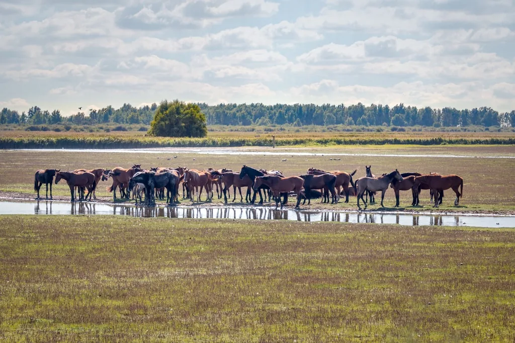 Lauwersmeer National Park