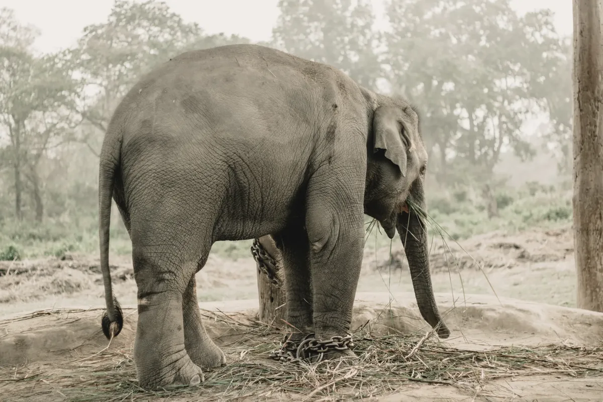 Bardiya National Park in Nepal