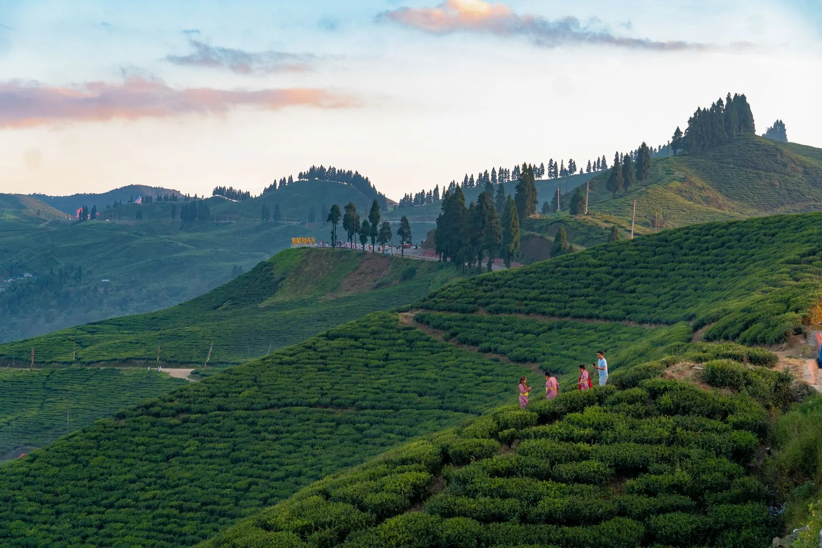 Kanyam Tea Estate in Nepal