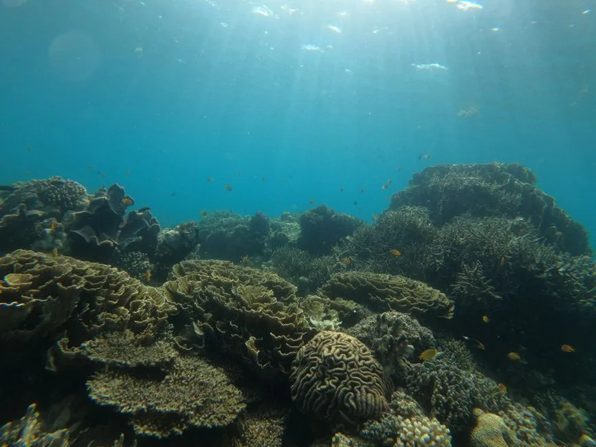 Tubbataha Reefs