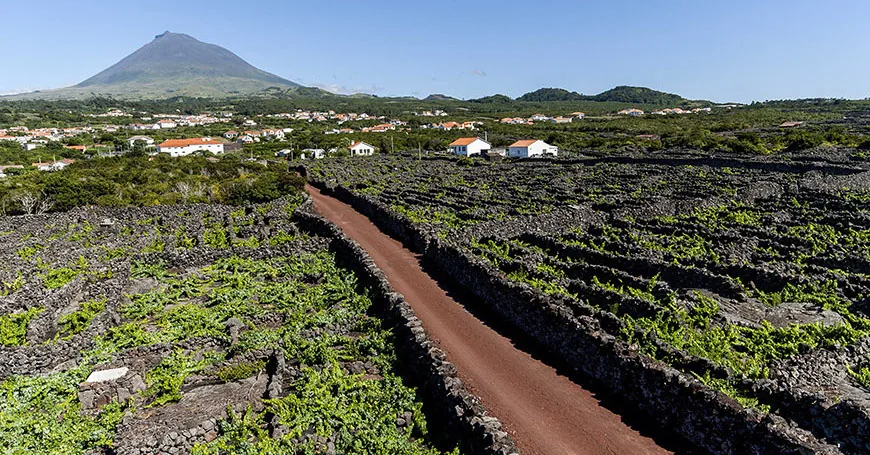 Paisagem da Cultura da Vinha da Ilha do Pico