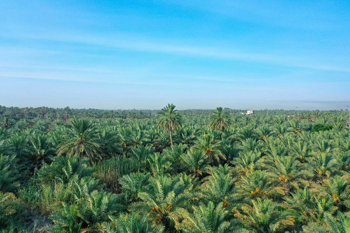 Al Ahsa Oasis