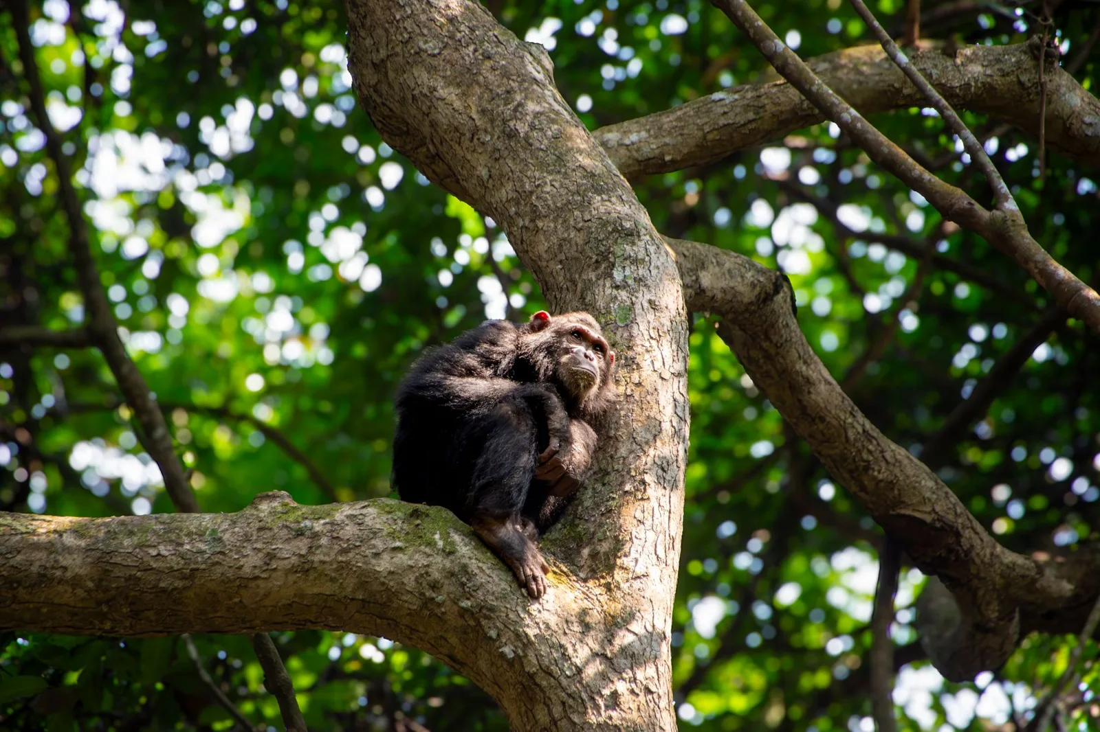 Gombe Stream National Park