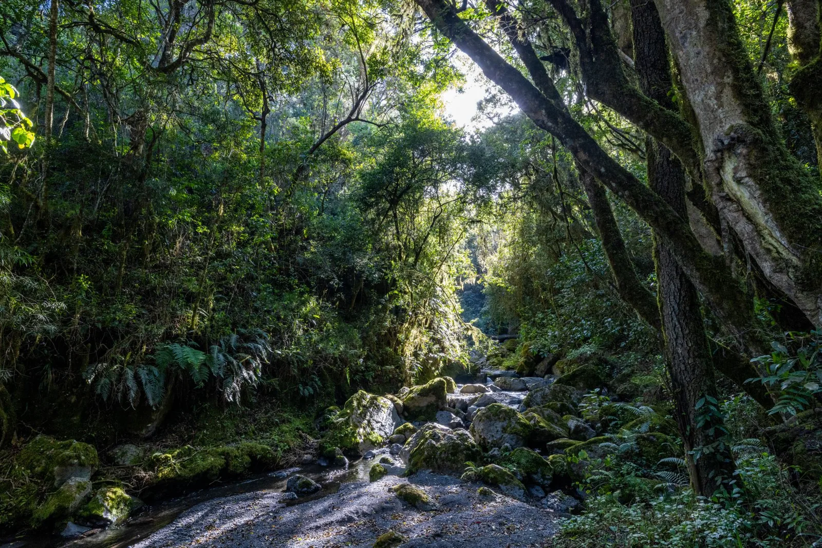 Gombe Stream