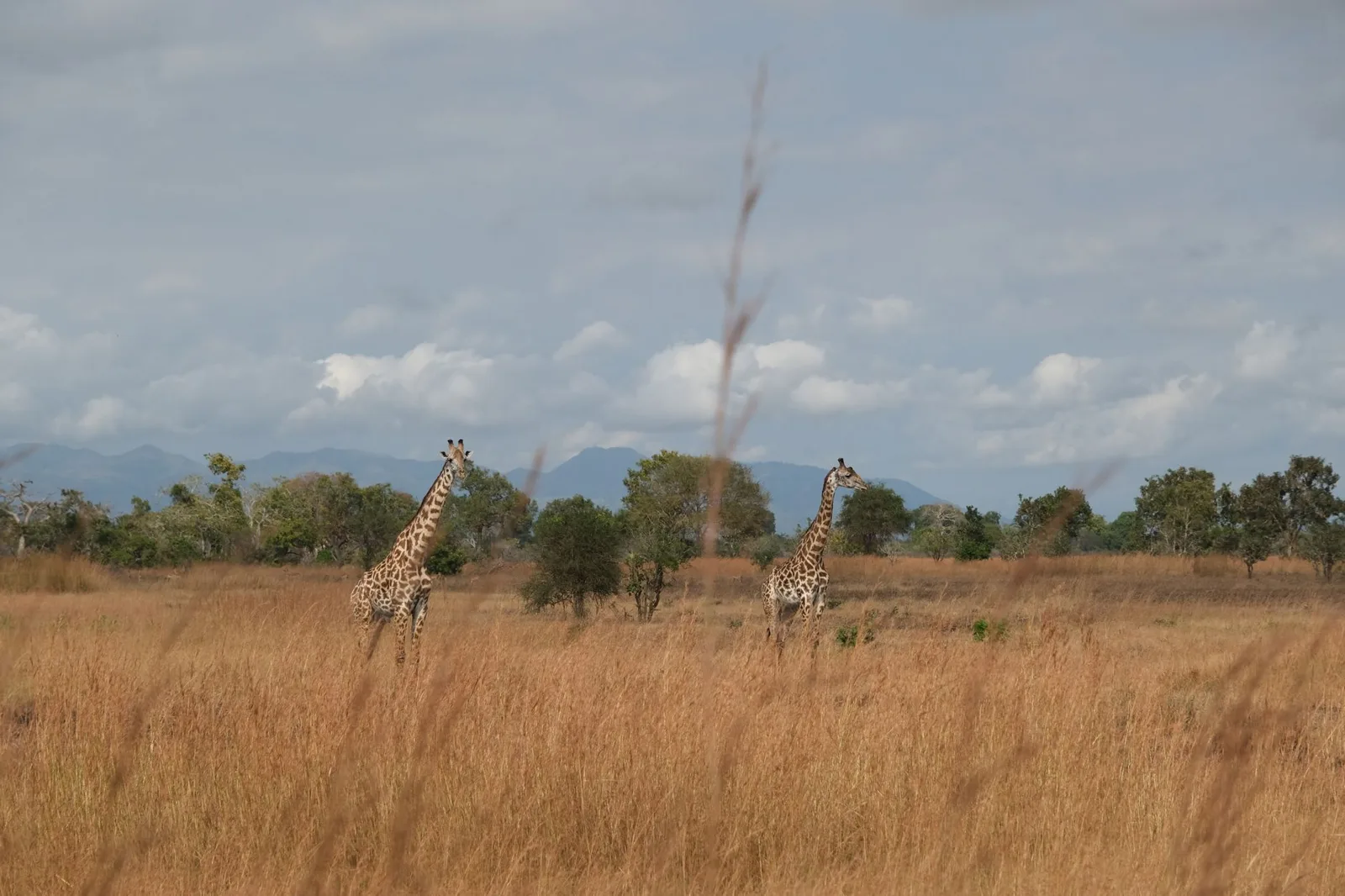 Mkata Floodplain